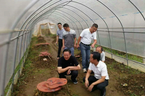 Mayor of Wuyishan City Visited EcoGano Reishi Base